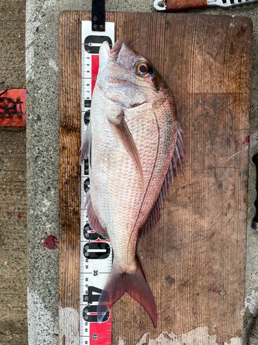 マダイの釣果