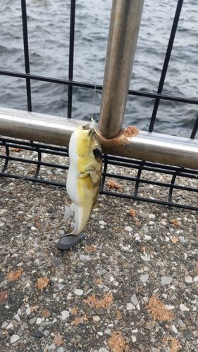 うみかぜ公園付近