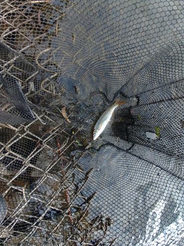 ウグイの釣果