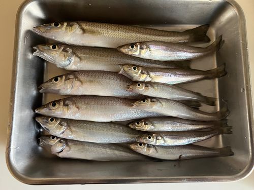 シロギスの釣果