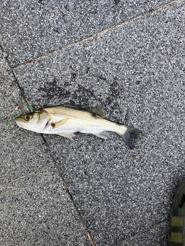 セイゴ（マルスズキ）の釣果