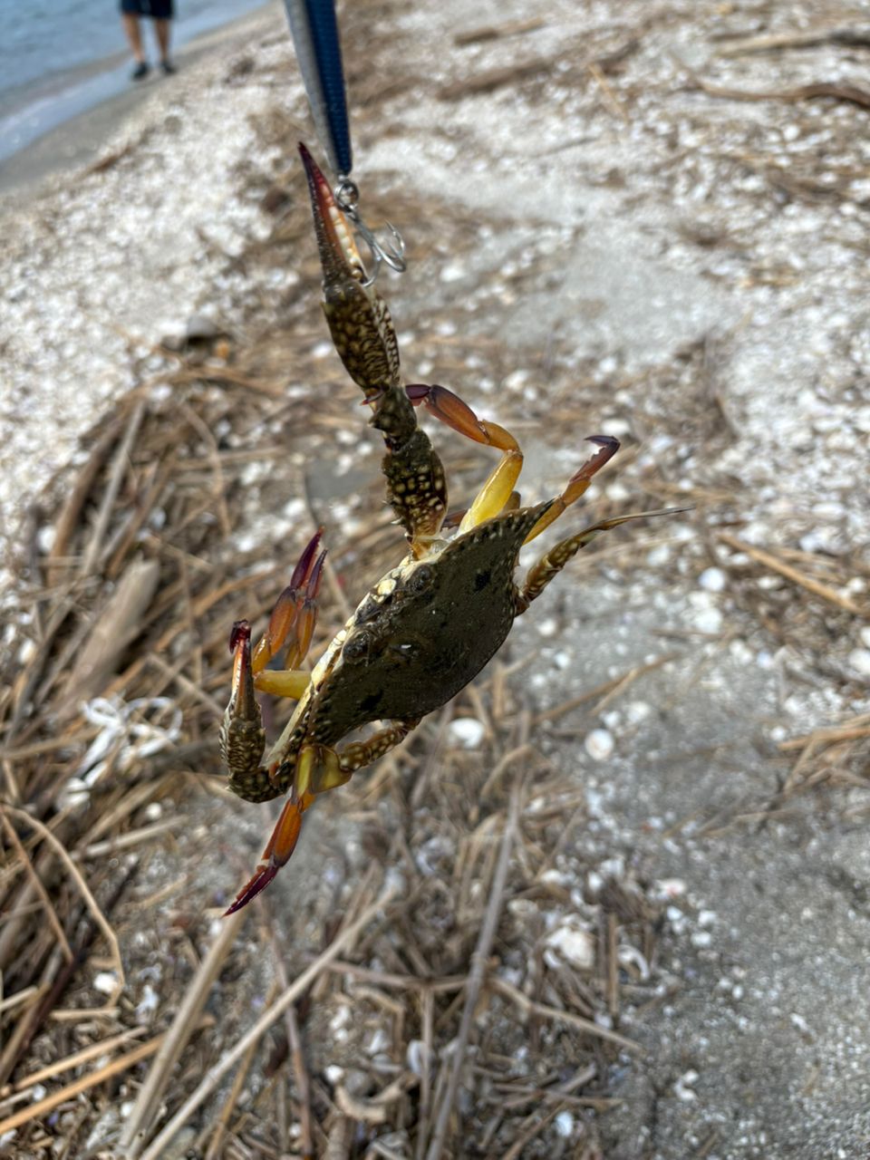 ヒラメ