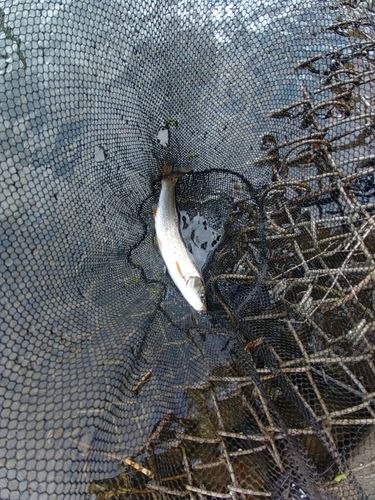 ウグイの釣果