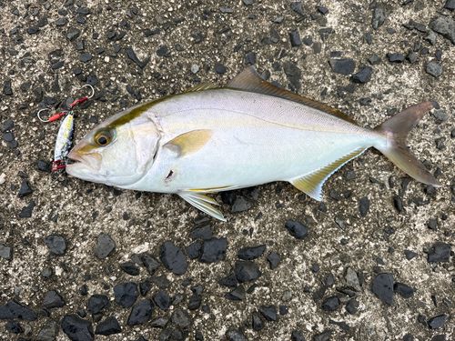 ショゴの釣果