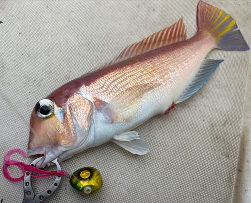アマダイの釣果