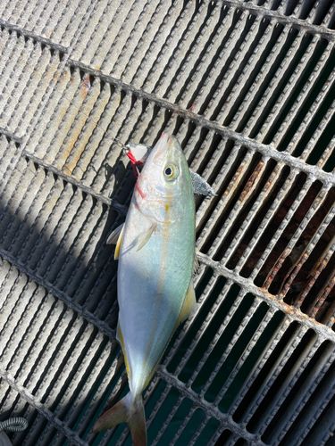ワカシの釣果