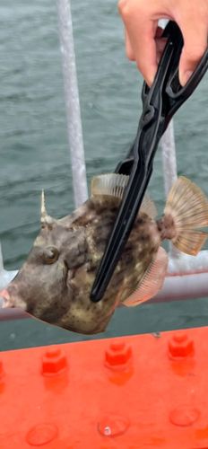 カワハギの釣果