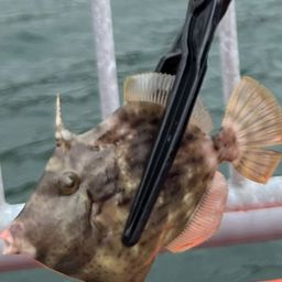 カワハギ