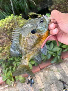 ブルーギルの釣果