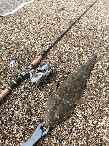 マゴチの釣果
