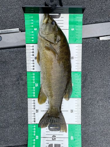 スモールマウスバスの釣果