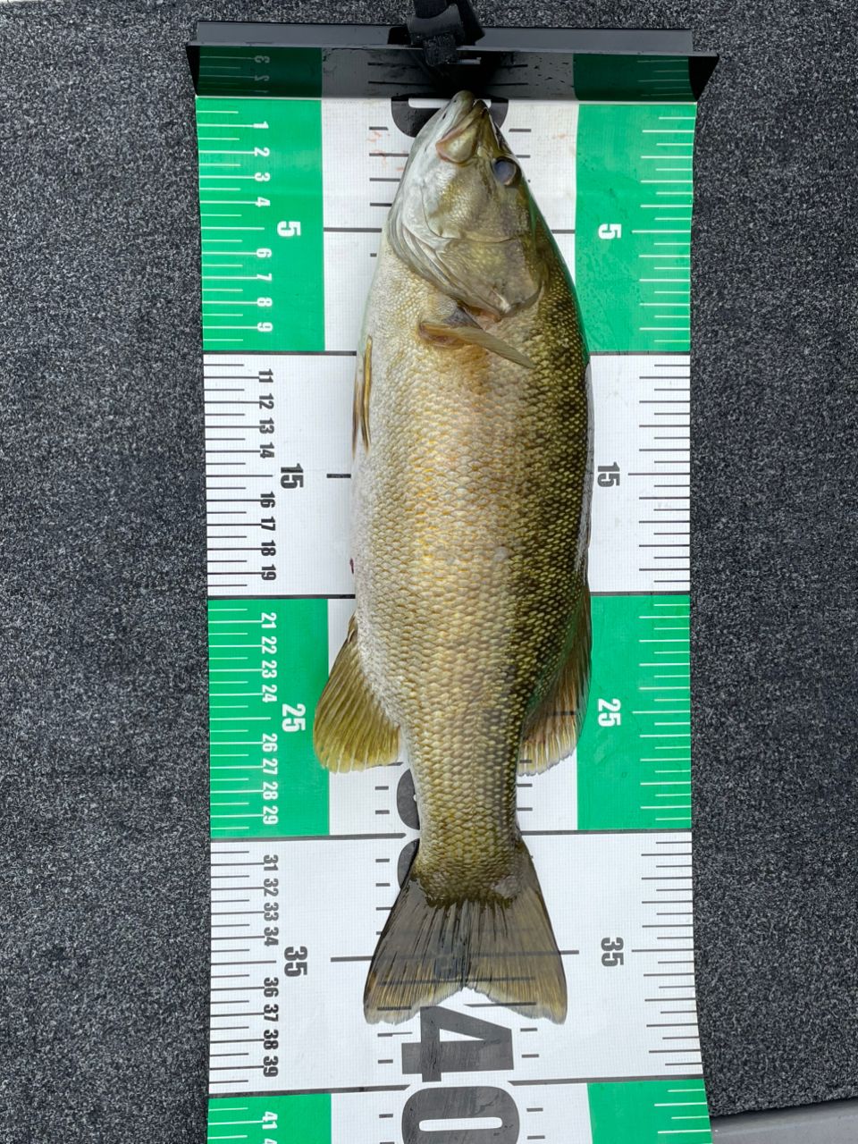 スモールマウスバス