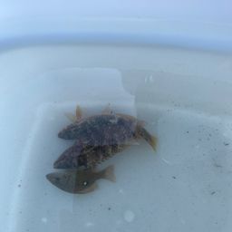 ホウライヒメジ