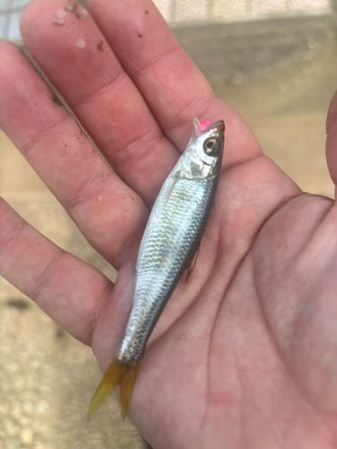 オイカワの釣果