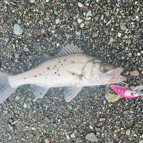 セイゴ（ヒラスズキ）の釣果