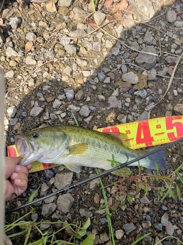 ブラックバスの釣果