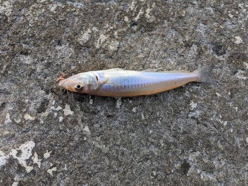 キスの釣果