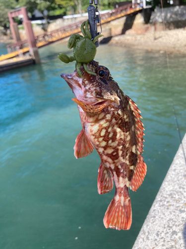 アラカブの釣果