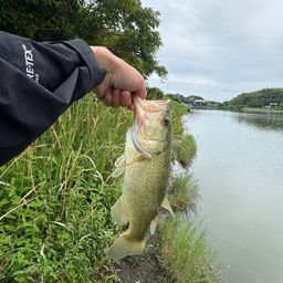 ブラックバス