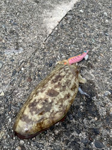 コウイカの釣果