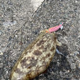 コウイカ