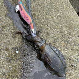 アオリイカ