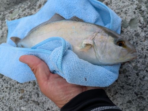 ショゴの釣果