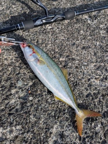 ワカシの釣果