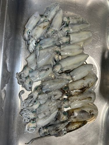 しまなみ海道