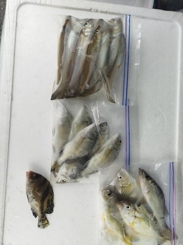 キスの釣果