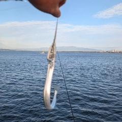 ダツの釣果