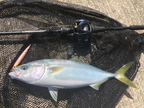 イナダの釣果