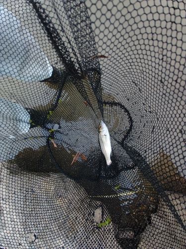 セイゴ（マルスズキ）の釣果