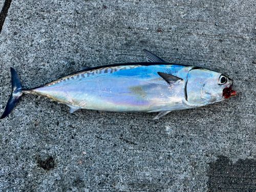 マルソウダの釣果