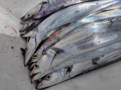 タチウオの釣果