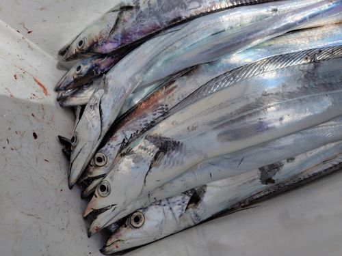 タチウオの釣果