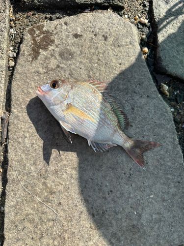 チャリコの釣果