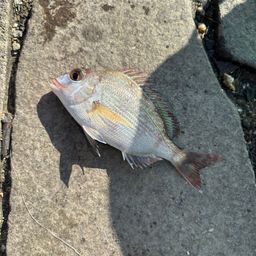 チャリコ