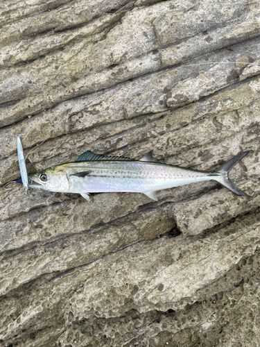 サゴシの釣果