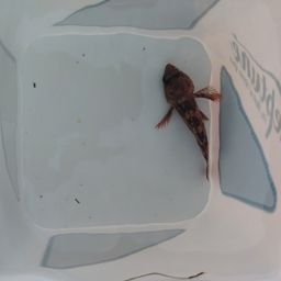 カサゴ