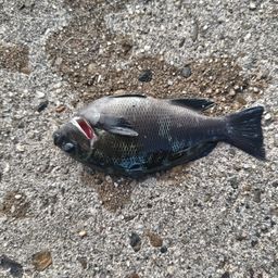 グレ