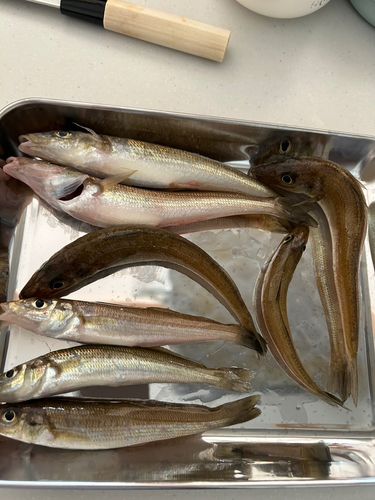 キスの釣果