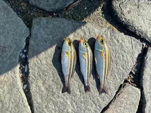 イサキの釣果