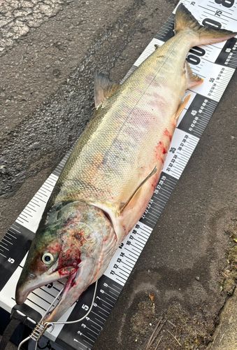 アキアジの釣果