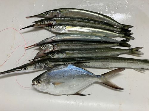 サヨリの釣果