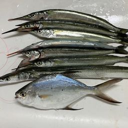 サヨリ