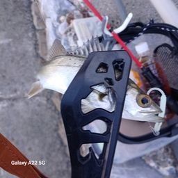 セイゴ（マルスズキ）