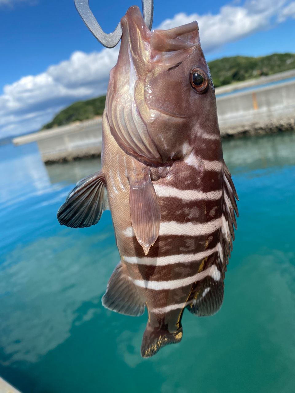 マハタ