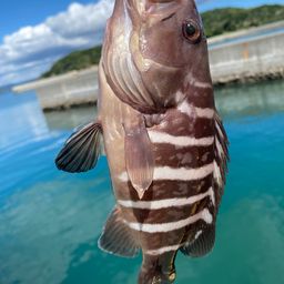 マハタ