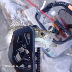 セイゴ（タイリクスズキ）